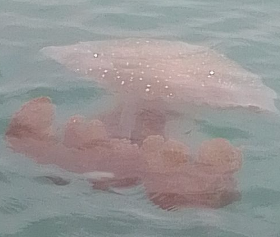 The invasive jellyfish is covered in white spots and has a large plume of tentacles below its body.
