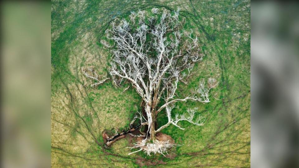 坎尼（Julie Kenny）的作品宛若一顆「生命之樹」（Tree of Life），拿下「空拍獎」（ Aerial）。（圖／翻攝自NLPA）