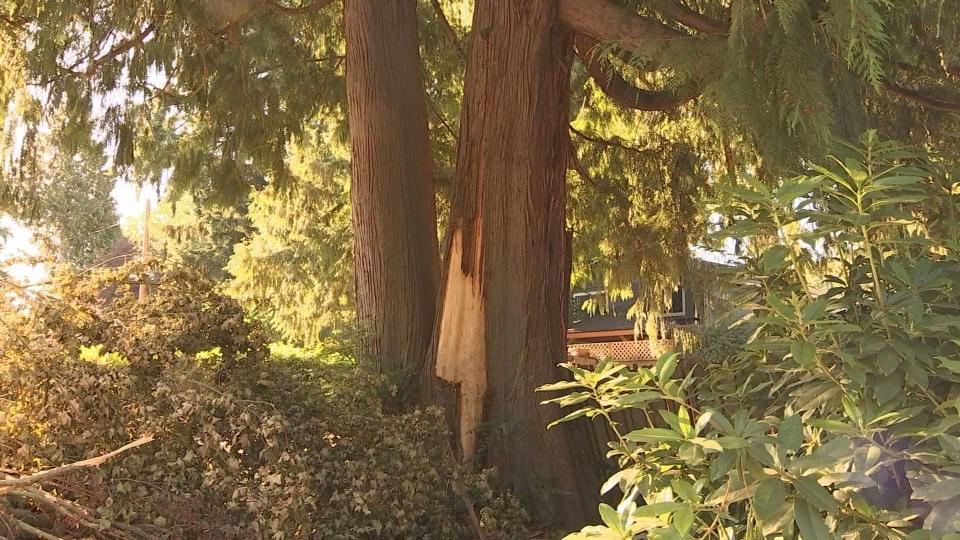 The red cedar tree that's set to be chopped down by developers.