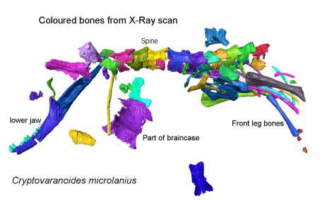 Cryptovaranoides microlanius Crédit : David Whiteside, Sophie Chambi-Trowell, Mike Benton and Natural History Museum UK