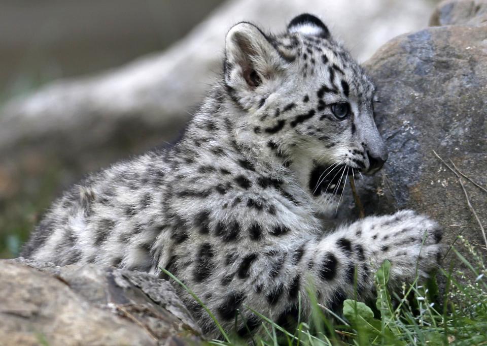 A three month old snow leopard cub is seen at the Brookfield Zoo in Brookfield, Illinois