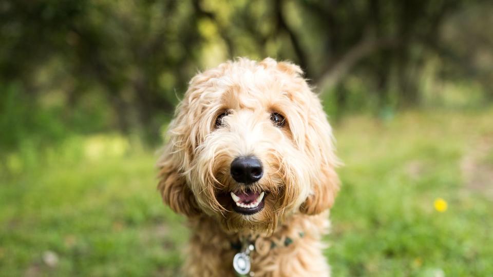 happy labradoodle dog outdoors