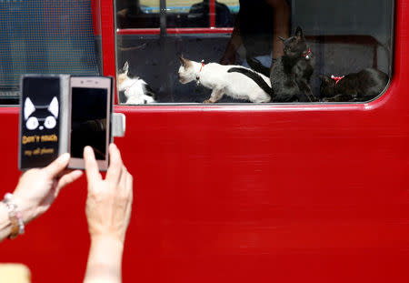 A woman takes a picture of cats on a window of a train cat cafe, held on a local train to bring awareness to the culling of stray cats, in Ogaki, Gifu Prefecture, Japan September 10, 2017. REUTERS/Kim Kyung-Hoon