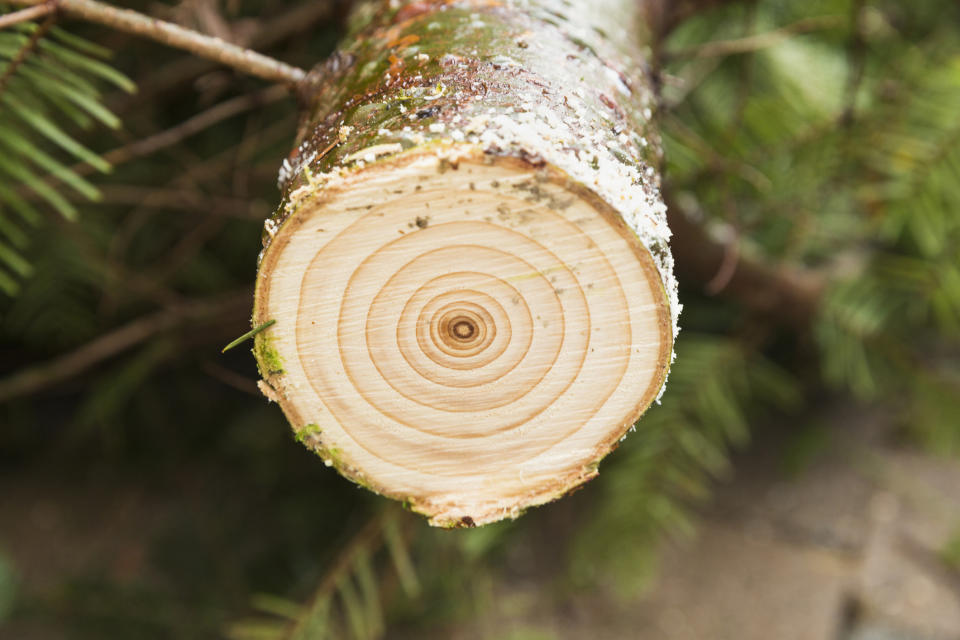 Schön hell! So sieht der Stamm eines frischen Weihnachtsbaums aus. (Bild: Getty Images / Don Mason)