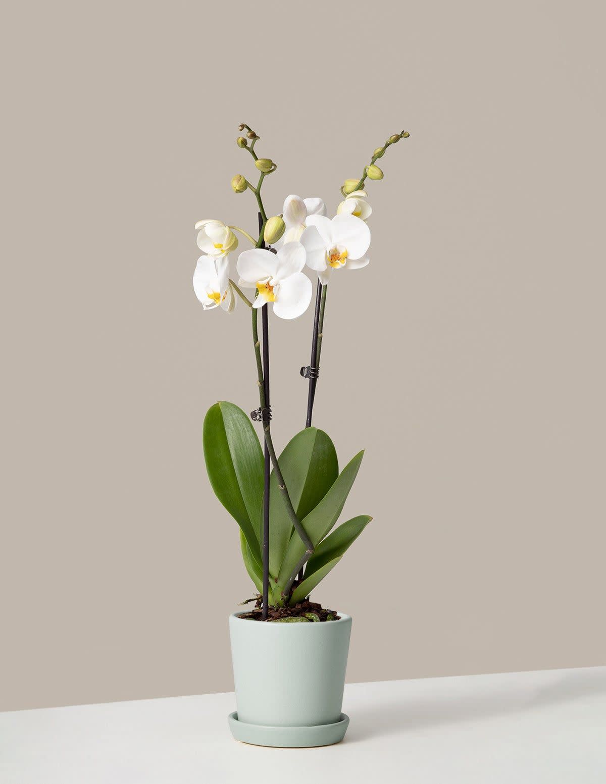 <p>White Orchid</p><p>thesill.com</p><p>$98.00</p><p><a href="https://go.redirectingat.com?id=74968X1596630&url=https%3A%2F%2Fwww.thesill.com%2Fproducts%2Fwhite-orchid%3F_pos%3D4%26_sid%3D3c780899a%26_ss%3Dr%26variant%3D39549150363753&sref=https%3A%2F%2Fwww.cosmopolitan.com%2Flifestyle%2Fa35383950%2Fchinese-new-year-decorations%2F" rel="nofollow noopener" target="_blank" data-ylk="slk:Shop Now;elm:context_link;itc:0;sec:content-canvas" class="link rapid-noclick-resp">Shop Now</a></p><span class="copyright">The Sill</span>