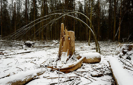 Logged stubs are seen at one of the last primeval forests in Europe, Bialowieza forest, near Bialowieza village, Poland February 15, 2018. REUTERS/Kacper Pempel