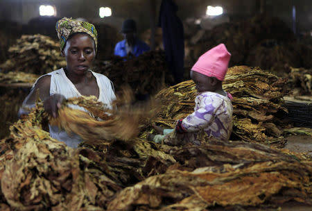 A woman sorts tobacco leaves at a farm ahead of the tobacco selling season in Harare March 3, 2015. REUTERS/Philimon Bulawayo