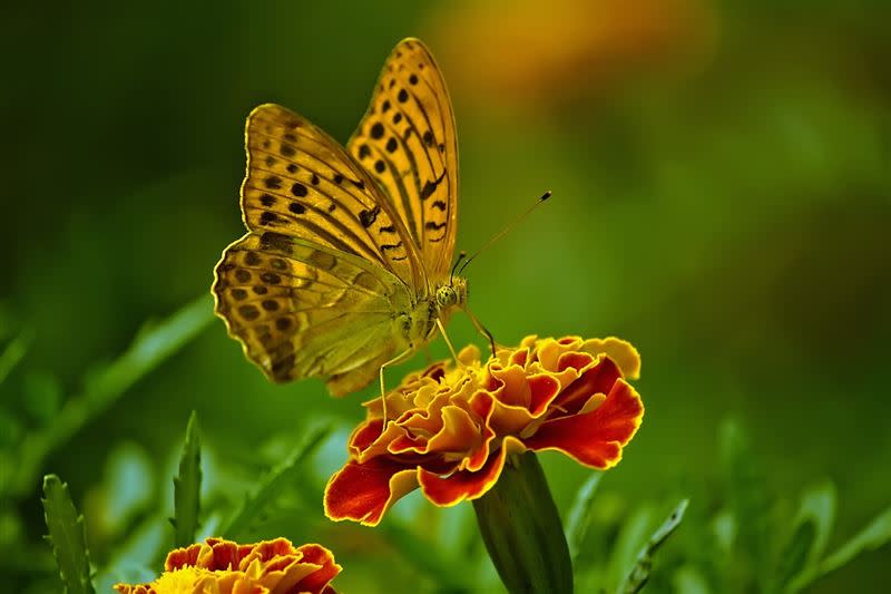 研究顯示，並非花開就有蝶，蝴蝶也會挑。（圖／擷取自Pixabay）
