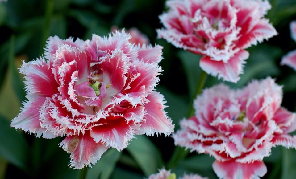 Dianthus