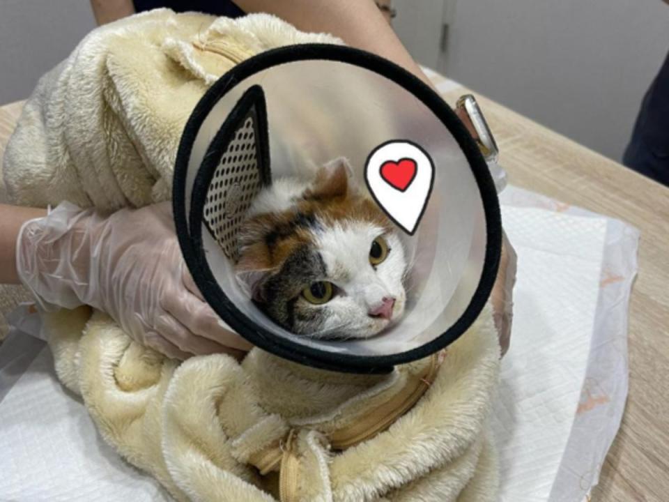 Photo of Hua Hua being treated by a veterinarian. The cat suffered minor scratches and is slightly dehydrated (Facebook/LittleCatFlying)