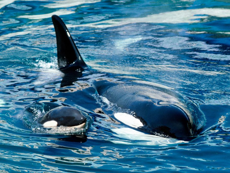 orca whale calf