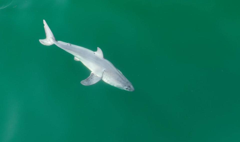 Front view of the great white shark Sternes and Gauna observed.