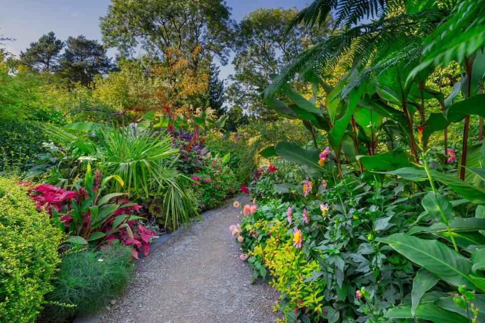 A winding pathway in the Sub-Tropicana Garden at RHS Harlow Carr (Neil Hepworth)