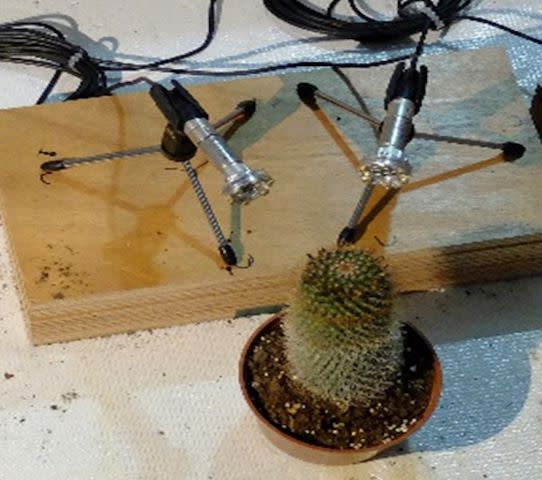 <p>Itzhak Khait</p> A cactus being recorded