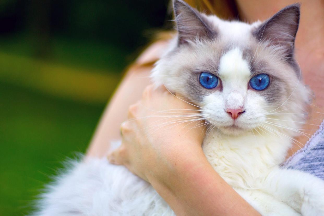 woman holding her ragdoll cat with bright blue eyes