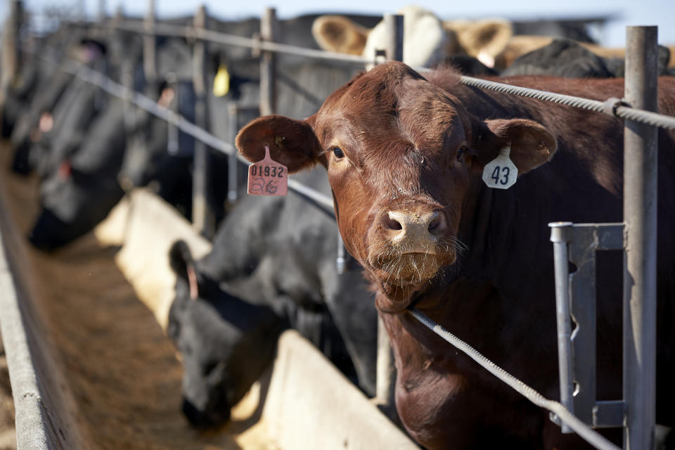 In this June 10, 2020 file photo, cattle occupy a feedlot in Columbus, Neb. Rural America continued to lose population in the latest U.S. Census numbers, highlighting an already severe worker shortage in those areas and prompting calls from farm and ranching groups for immigration reform to help alleviate the problem. (AP Photo/Nati Harnik, File)