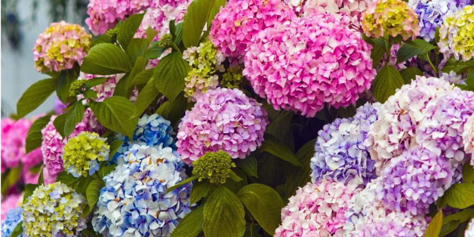 This Cool Trick Can Make Your Hydrangeas Last Much Longer