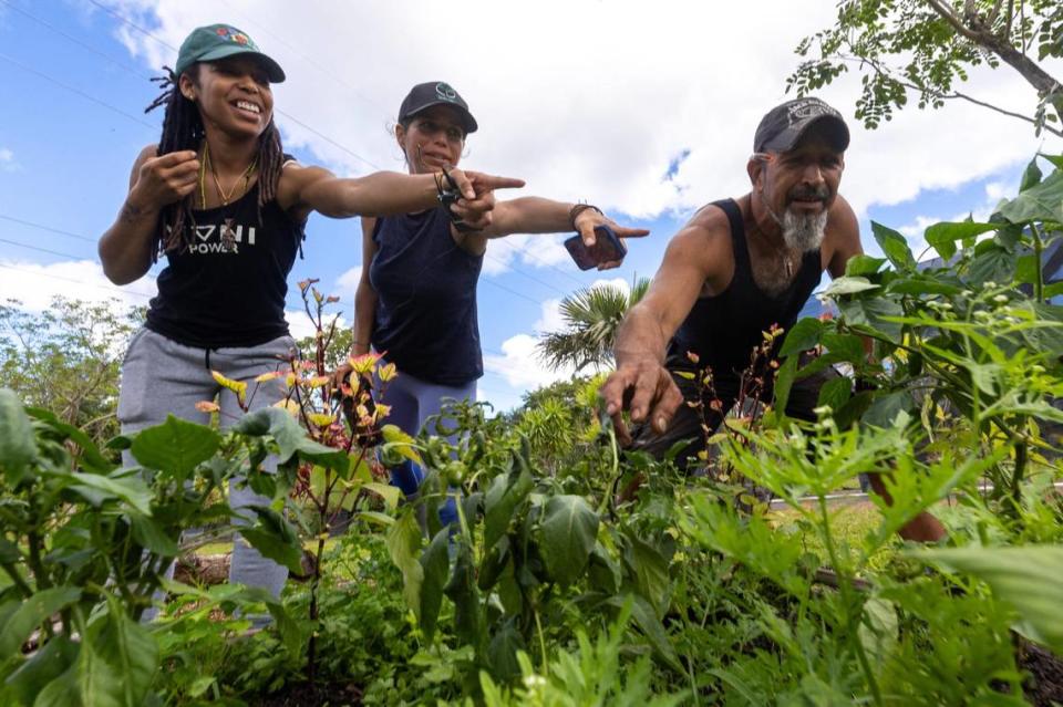 Lanette Sobel, 45, center, along with farm hands Shae Waits, 32, left, and Wolfgang Henao, 51, check on the plants inside the community garden at Fertile Earth Worm Farm in Homestead.