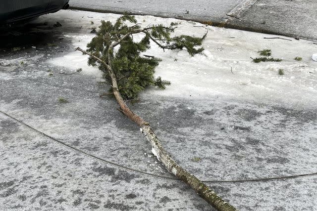 <p>Rick Graves/Portland Fire & Rescue via AP</p> A tree branch on a once active wire at the scene in Portland