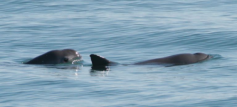 La vaquita marina se encuentra en las costas del Golfo de California