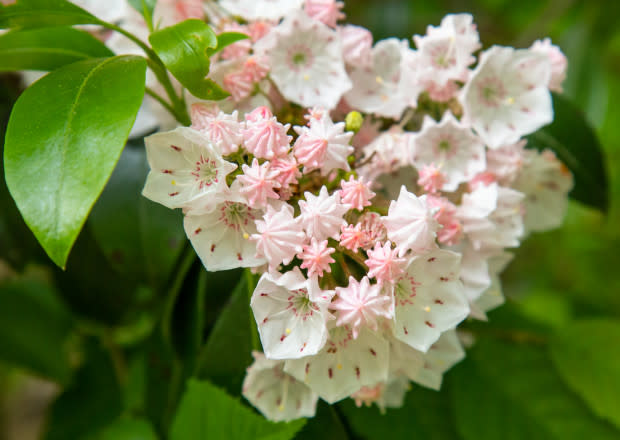 Mountain laurel, the Pennsylvania state flower<p>iStock</p>