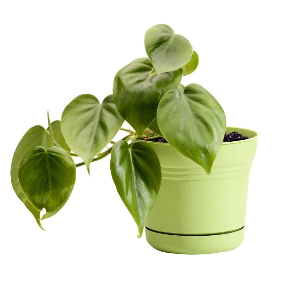 5) Heart-Leaf Philodendron