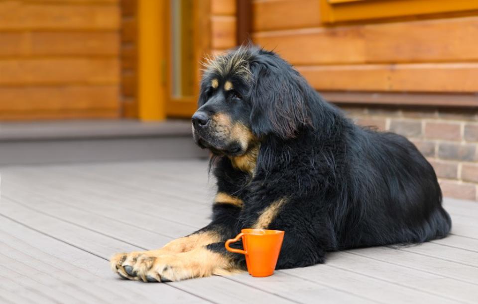 Bankhar dog on the porch of a wooden house with an orange mug of tea. The breed is a type of wolfhound dog.
