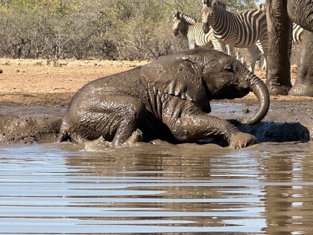 A young elephant, and subject of this story, enjoys a dip in the muddy waters of Africa.