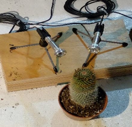 <div class="inline-image__caption"><p>A cactus being recorded. The future of podcasts will be weird.</p></div> <div class="inline-image__credit">Itzhak Khait</div>