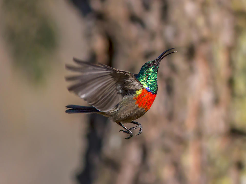 Animals in flight