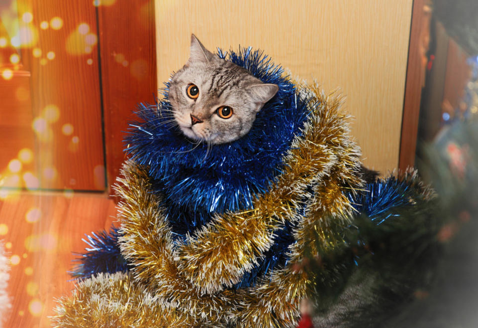 Don't eat the tinsel, cat. <p>studiomiracle/Shutterstock</p>