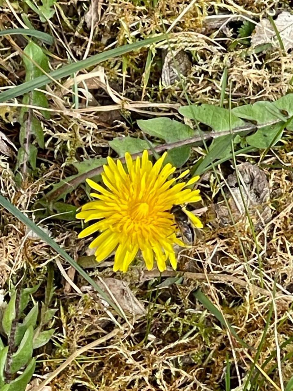 Impartial Reporter: A bee approaches a dandelion.