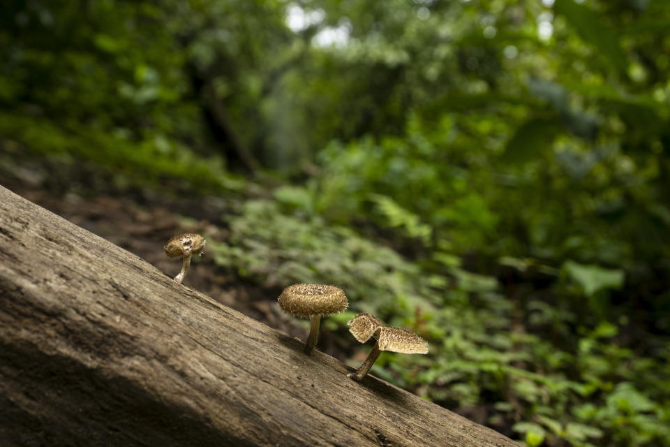 Wild mushrooms grow on a fallen tree at a protected forest in La Union, Costa Rica, Tuesday, Aug. 30, 2022. Costa Rica has a forest conservation program that pays landowners not to cut down trees that depends almost entirely on fuel tax revenue, which stands to fade away by 2050 as Costa Rica converts public and private transportation to electricity in pursuit of net-zero emissions. (AP Photo/Moises Castillo)
