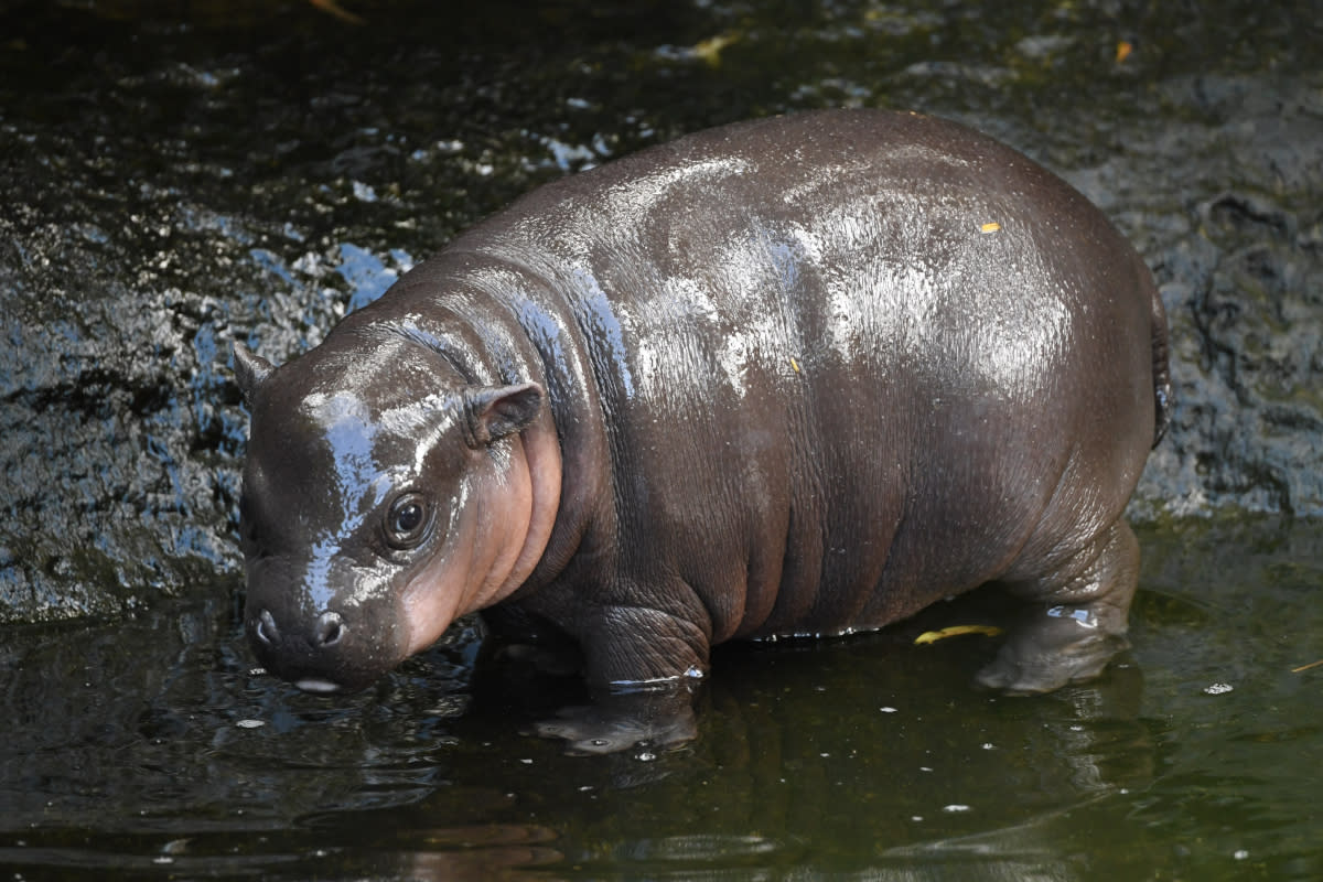 https://www.gettyimages.co.uk/detail/news-photo/baby-pygmy-hippo-calf-makes-its-first-appearance-with-its-news-photo/1357961585?adppopup=true