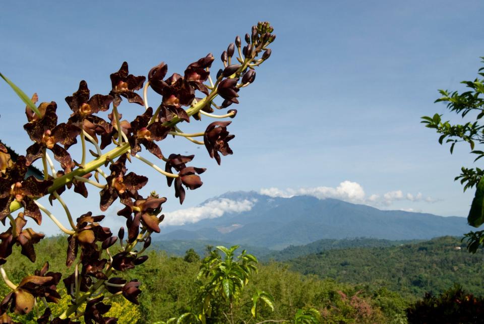 Orchid, Grammatophyllum sp., in bloom, Mount Kinabalu in the background, Sabah, Borneo, East Malaysia