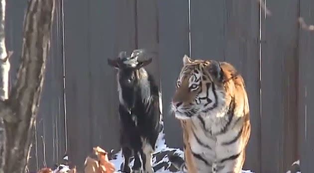 老虎與山羊一起在動物園閒逛。（圖／翻攝自動物園推特）