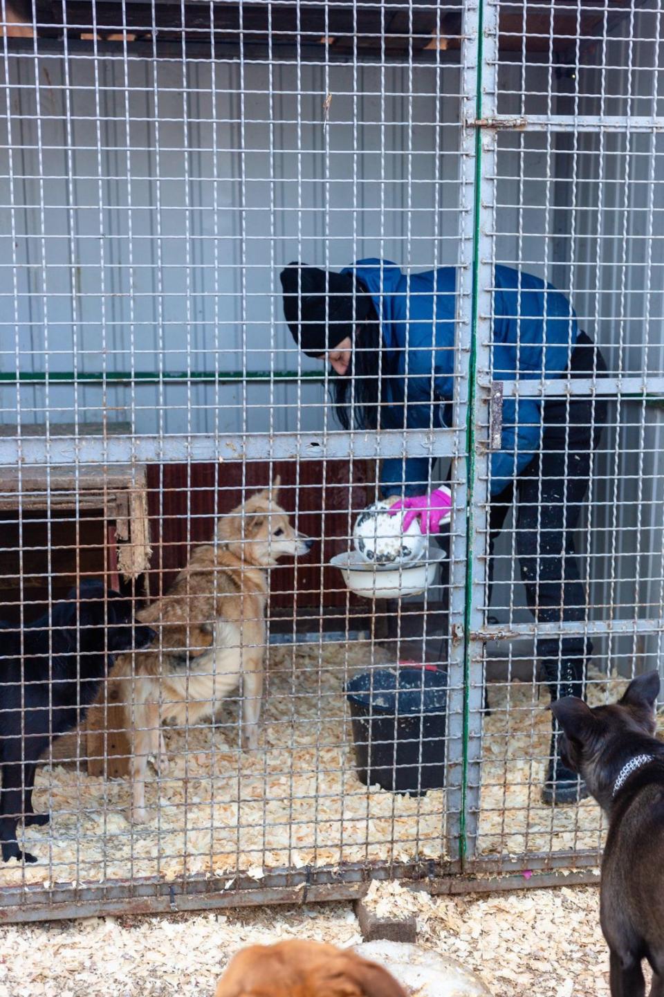 .... has been battling disease and a food shortage at the shelter. (The Red Shed)