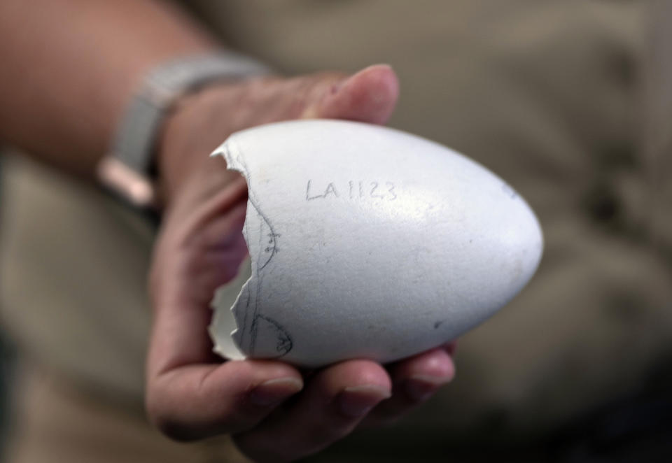 Debbie Sears, a condor keeper, shows the hatched egg from Condor chick LA1123, Tuesday, May 2, 2023, at the Los Angeles Zoo facility. The chick hatched Sunday April 30, 2023. It's egg-hatching season for this year's California condors, the latest in 40 years of conservation efforts to bring these iconic animals from the brink of extinction to living in the wild without human intervention. But with fewer than 350 free-flying birds from the Pacific Northwest to Baja California, Mexico, and the avian flu wreaking havoc on a flock in Arizona and Utah over the last year, captive breeding programs remain fundamental to this endangered species' continued survival. (AP Photo/Richard Vogel)