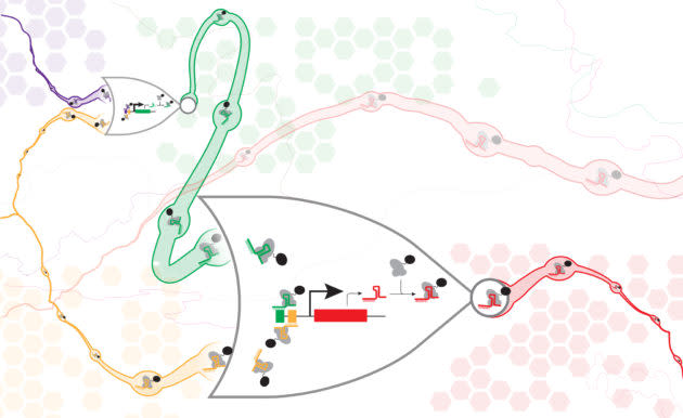 Biological NOR gates