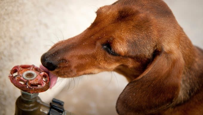 Lead Poisoning in Dogs: Symptoms, Causes, & Treatments