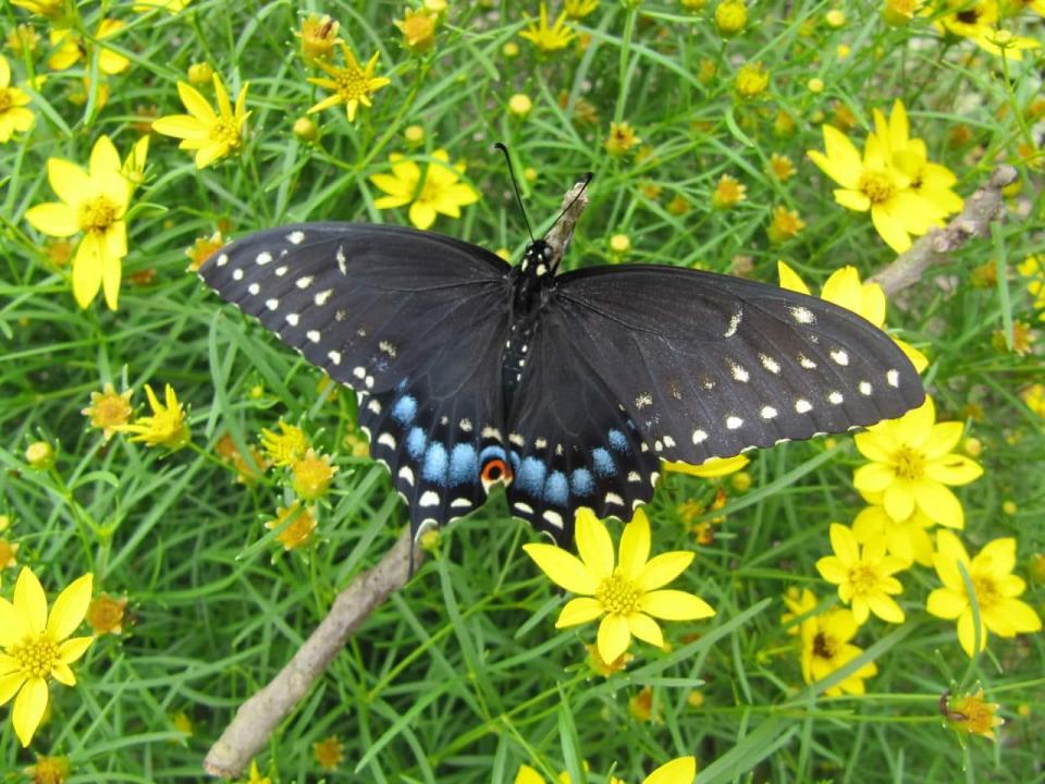 Kristi K. Higgins aka The Social Butterfly watched this black swallowtail butterfly emerge from its chrysalis in Chester, Va.