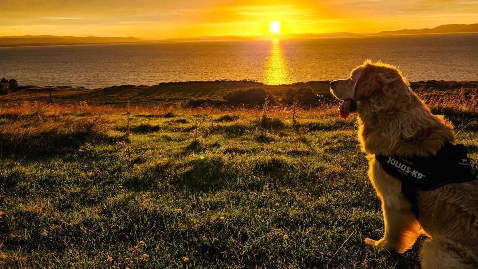 A golden retriever at Portmahomack as the sun goes down