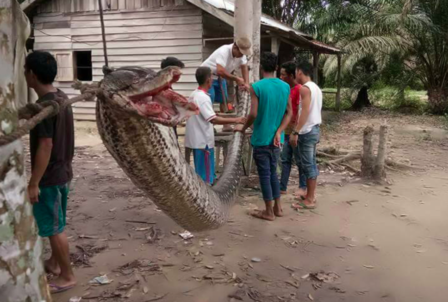 <em>Robert Nababan was in a fight to the death with the python (AsiaWire)</em>