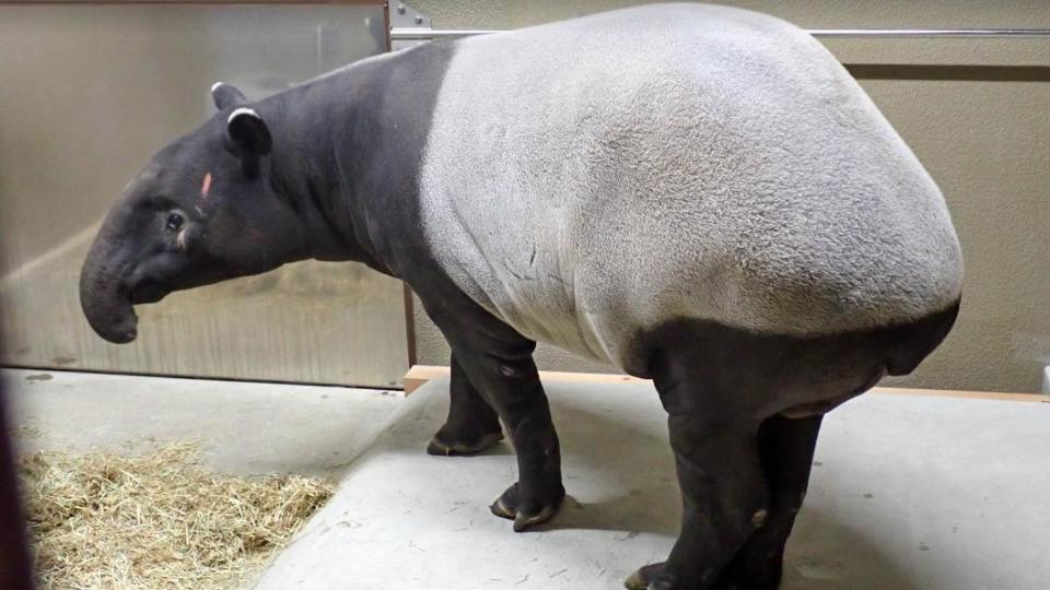 「貘豆」抵達日本名古屋東山動植物園入住新家。(照片提供/東山動植物園)