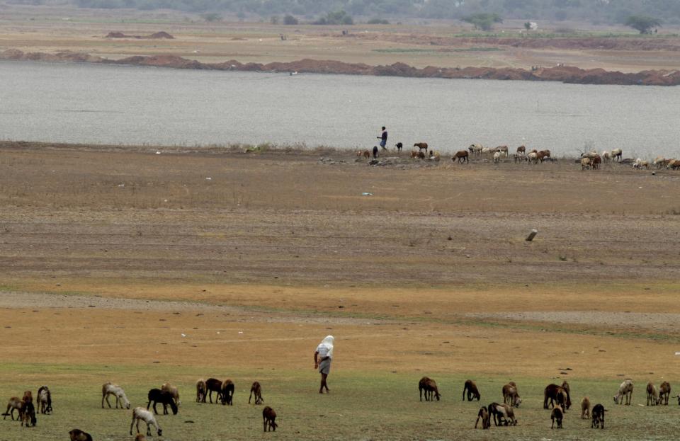 An Indian shepherd walks with their lifestock at the dried out Puzhal reservoir on the outskirts of Chennai. - Water levels in the four main reservoirs in Chennai have fallen to one of its lowest levels in 70 years, according to Indian media reports.