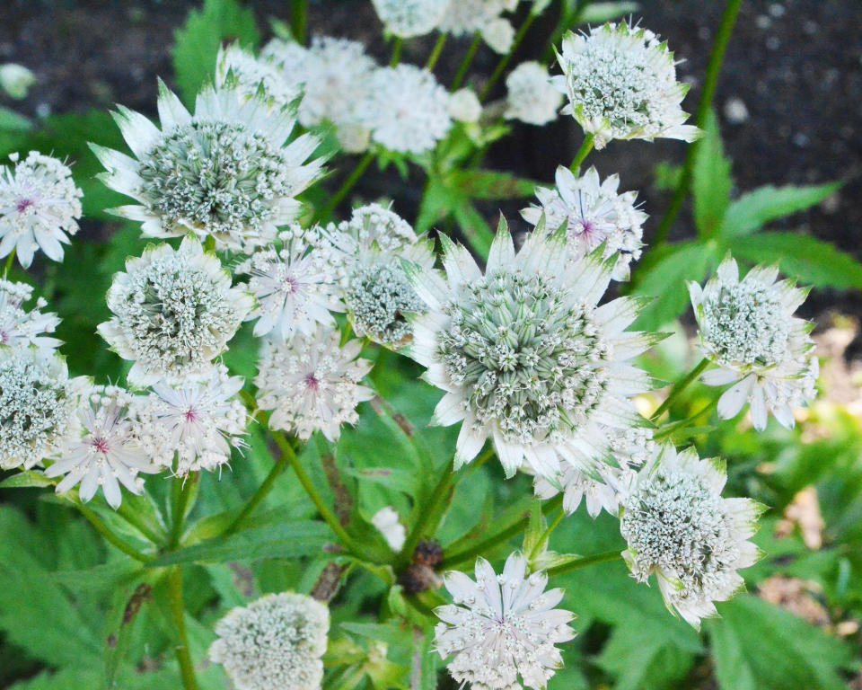 13. ASTRANTIA MAJOR ‘LARGE WHITE’