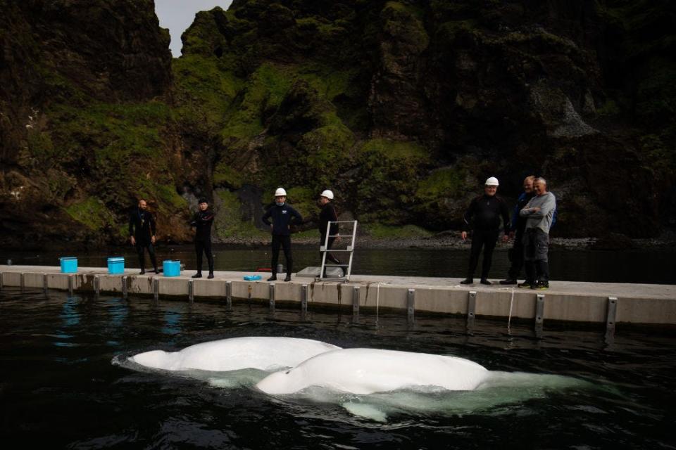 Beluga Whales Little Grey and Little White swim in the bayside care pool before heading to Klettsvik Bay in Iceland.