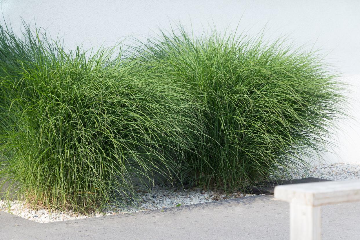 ornamental grass on side of home