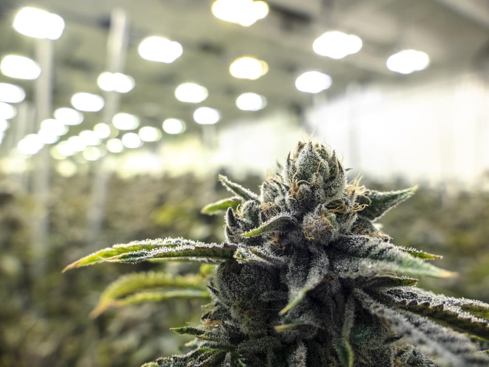 An up-close view of a flowering cannabis plant growing in a large indoor setting.