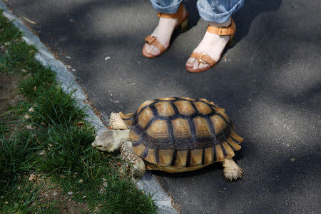 Henry, an African spurred tortoise, walks in Central Park in New York, U.S., May 19, 2016. REUTERS/Shannon Stapleton